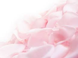 Free shipping for many items! White Rose Flower For Ipad Id 137984 Pink Flowers Wallpaper Beautiful Pink Flowers Pink Roses Background