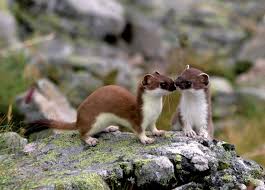 Hermelin im winter und hermelin im sommer. Haupt Online Buchshop