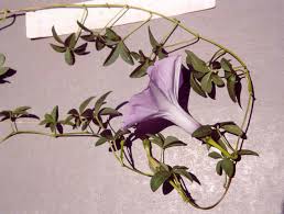 Image result for Ipomoea cairica