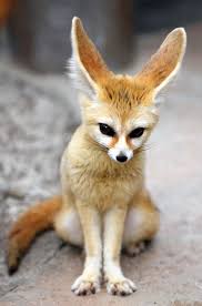 Inari Fox Fushimi Inari Is The Most Important Of Several Thousands Of Shrines Dedicated To Inari The Shinto God Of Rice Cute Animals Nature Animals Animals