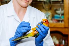 pin en enfermedades de los pajaros y las aves