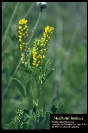 Image result for Melilotus indicus