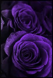 Black And Purple Roses Roses Lovely Lovely Dean Purple Roses Beautiful Roses Beautiful Flowers