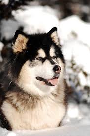 On average a siberian husky lives 13 years usually 12 to 14 years. Alaskan Malamute Puppies Kennel Breeder Cost Alaskan Malamute Puppies Malamute Puppies Alaskan Malamute