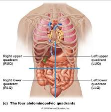 Abdominal Quadrants Human Body Anatomy Human Body Organs Anatomy Organs