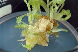 We did not find results for: Tissue Culture Of The Tobacco Plant Stock Image G280 0050 Science Photo Library