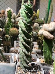 Para eso, tenemos que hablar un poco de »anatomía cactusera» y durante el verano habrá que regar seguido: Cactus Con Crecimiento En Espiral Cereus Validus á¶¦spiralisá¶¦