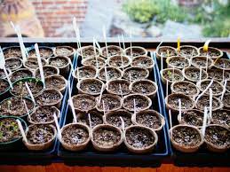 The Beginner's No-Fail Guide To Starting Seeds Indoors – Garden Betty