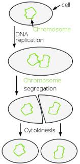 Find answers to common questions in basic college level biology, like the chemistry of life, cells, and genetics. Binary Fission Cell Division Reproduction Of Prokaryotes