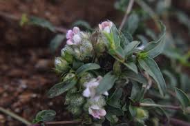 Image result for Lepidagathis