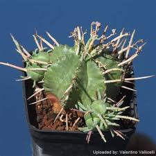 Image result for Euphorbia halipedicola