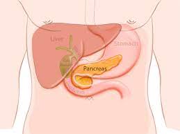Learn now the anatomy and the functions of the pancreas at kenhub! Pancreas Basics Pancreatic Cancer Johns Hopkins Pathology