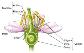 Flower Anatomy By Cw Travis Infographic Flower Structure Flower Anatomy Parts Of A Flower
