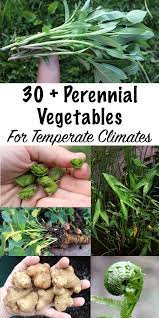 30 Perennial Vegetables We Grow On Our Permaculture Homestead Perennial Vegetables Easy Perennials Spring Plants