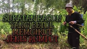 Formula 5 in 1 (five in one) alias gus racun rumput yang bersifat kontak ini dibuat petani bila telah kepepet sebab tidak memiliki uang cukup. Projek Kebun Terung Iban Sukatan Racun Yang Betul Mengikut Jenis Rumput Dan Keluasan Tanah Youtube