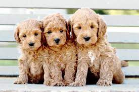 Maybe you would like to learn more about one of these? Goldendoodle Breeders In Ohio Our Fit Pets