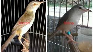 Gambar burung cendet jantan dan betina. Perbedaan Ciblek Sawah Klik Klik Jantan Dan Betina On Kicau