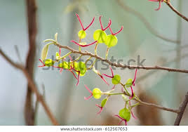 Image result for Hymenocardia