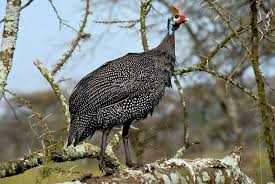 Guineafowl Wikipedia