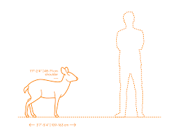 It's your shoe size in the united kingdom.because the united states uses the older, outdated imperial system, while the united kingdom uses the modern, updated metric system, the measurements are different.uk and us shoe size comparisons:uk size. Even Toed Ungulates Dimensions Drawings Dimensions Com
