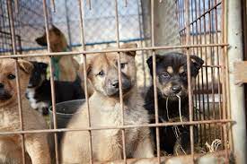 Puttin' the wag back into the tails of homeless dogs since 2007 po box 438, northville, mi 48167 email waggin' tails dog rescue is in it's 14th year of operation in southeast michigan, run solely by dedicated volunteers. Wagging Tails Dog Rescue Ny