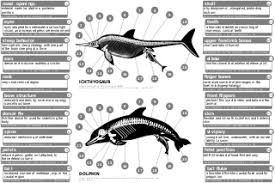 Evolution Of Cetaceans Wikipedia