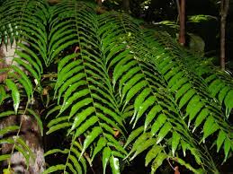 Image result for Cyathea mildbraedii