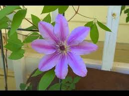 Check spelling or type a new query. How To Propagate Clematis By Layering Get Them To Root Faster Youtube