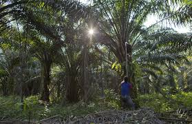 74 x 74 png 2 кб. Farmlandgrab Org Palm Oil Labour Abuses Linkeds To The World S Top Brands Banks