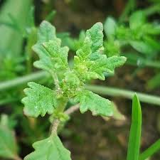 Image result for Dysphania pumilio