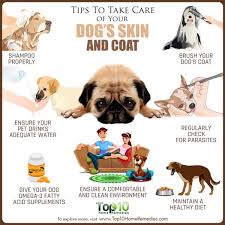 Pin By Kimberly Herrera On Parenting Pooches Dog Skin Dog Wellness Puppy Care