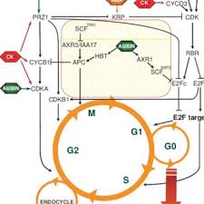 Maybe you would like to learn more about one of these? Hormonal Control Of The Level And Or Activity Of Cell Cycle Regulatory Download Scientific Diagram