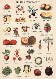 Pin By Ann Marie On Botanical Illustrations In 2020 Vegetable Chart Paper Fruit Botanical Prints