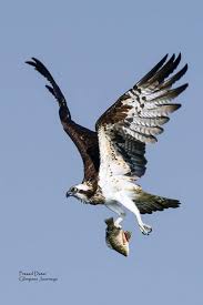 Ebrahim Saban Adli Kullanicinin Animals Beautiful Panosundaki Pin 2020 Hayvanlar Kus