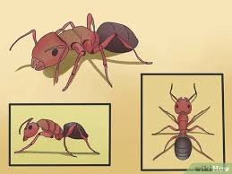 Getting rid of carpenter ants isn't easy without an experienced service technician on your side, but there are some steps you can take on your own. How To Kill Carpenter Ants 12 Steps With Pictures Wikihow