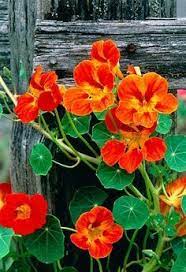With the trend for edible flowers taking over kitchens up and down. 38 Floksid Ideas Flower Garden Planting Flowers Beautiful Flowers