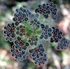 Image result for Bryophyllum tubiflorum