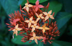 Check spelling or type a new query. Amazon Rainforest Flowers Rainforest Healing Center