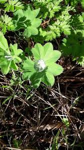 Image result for Alchemilla kiwuensis