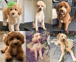 The teddy bear goldendoodle haircut. Pin On Animals