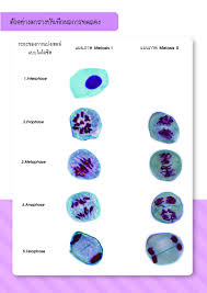 บทที่ 1การแบ่งเซลล์ (cell division) รายวิชาชีววิทยา 4 (ว30244) ภาคเรียนที่ 2 ปีการศึกษา 2558 นายวิชัย ลิขิตพรรักษ์ ครู คศ.1 สาขาวิชาชีววิทยา กลุ่มสาระการเรียนร… à¸à¸²à¸£à¸¨ à¸à¸©à¸²à¸à¸²à¸£à¹à¸š à¸‡à¹€à¸‹à¸¥à¸¥ à¹à¸šà¸šà¹„à¸¡à¹‚à¸­à¸‹ à¸ª