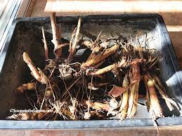 How To Overwinter Canna Lilies Susan S In The Garden