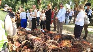 Industri perkebunan kelapa sawit dan indusri minyak. Lihat Pelestarian Orang Utan Dialog Petani Sawit Parlemen Norwegia Kami Banyak Belajar Dari Kaltim Tribun Kaltim
