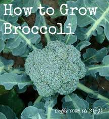 Sow seeds in may if direct seeding. How To Grow Broccoli Coffee With Us 3