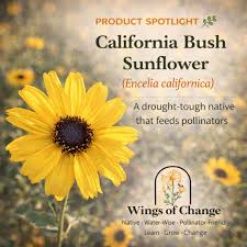 Image result for Vangueria cistifolia