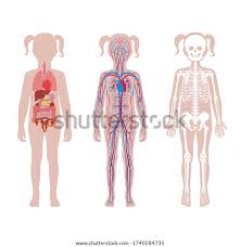 .woman anatomy , women anatomy , women health the female reproductive system consists of external parts (outside of the body) and internal organs this diagram depicts picture of the female body 744. Illustration Of Woman S Internal Organs Girl Skeleton Internal Organs Circulatory System Stock Vector Royalty Free 1740284735 Authentic Photographs Brought To You By Professional Photographers Welcome To The Blog