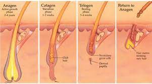 Laser hair removal is only effective when hair is in the growth stage. Effective As In Office Laser Hair Removal Hair Removal Laser Hair Removal Permanent Facial Hair Removal