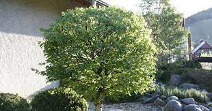 So ist zum einen die wasserversorgung für den baum zu beachten, das angebot an sonnenlicht an. 10 Tipps Zur Gartengestaltung Mit Baumen Mein Schoner Garten