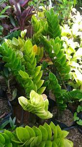Nama latin tumbuhan & tanaman. 60 Jenis Tanaman Hias Daun Yang Indah Contoh Gambar