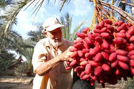 Date Palm Heritage In Arab World Celebrated By Unesco Aw Staff Aw